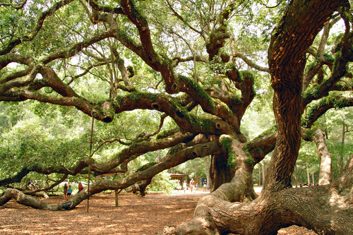 Angel Oak